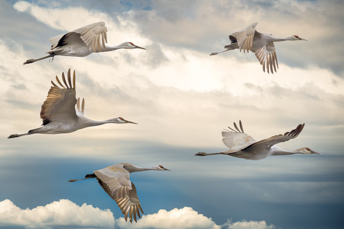 Birds migrating
